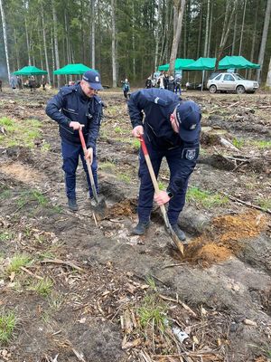 Policjanci wzięli udział w akcji „#sadziMY” i zasadzili sadzonki drzew wspólnie z pracownikami Nadleśnictwa Spychowo